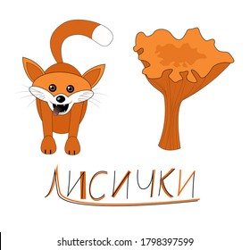 A red fox and a chanterelle mushroom are drawn, a Russian text is written nearby - Chanterelles. Drawing isolated on white background. Stock vector illustration.