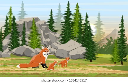 Red fox and cubs in the meadow in front of large stones and spruce forest. Wild animals of Europe and America. Realistic Vector Landscape