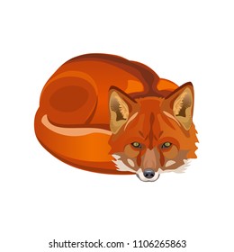 Red fox curled up. Vector illustration isolated on white background