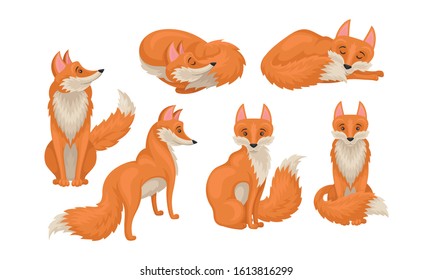 Red fox in Different Poses Vector Illustrations Set