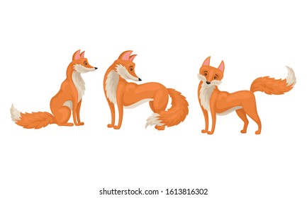 Red fox in Different Poses Vector Illustrations Set