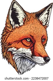 Ilustración 03 de Red Fox Face Close Up