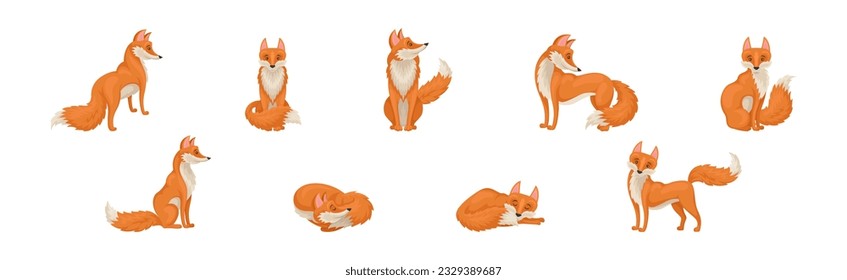 Red Fox Forest Animal with Pointed Ears and Bushy Tail Vector Set