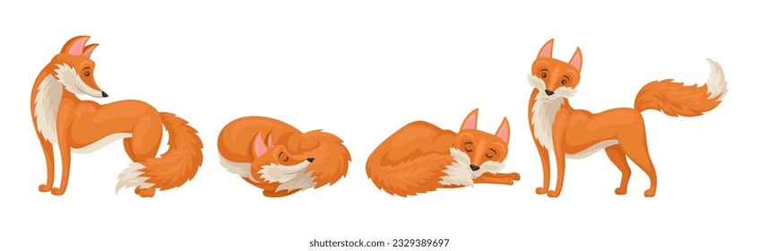 Red Fox Forest Animal with Pointed Ears and Bushy Tail Vector Set