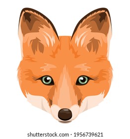 Red fox head on white background.