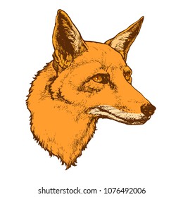 Red fox head portrait isolated on white background