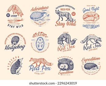 Red fox and Hedgehog badges set. Forest ginger wild animal label or logo. Vector Engraved hand drawn Vintage old sketch for stamp, t-shirt or typography.