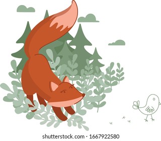 Red Fox hunts a small chicken
