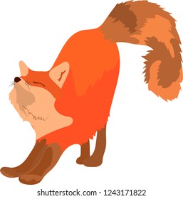 Red fox illustrated, walking, posing, sitting, stretching. Isolated on white backgorund