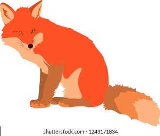 Red fox illustrated, walking, posing, sitting, stretching. Isolated on white backgorund