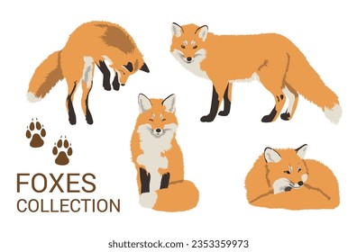 Red Fox Isolated on White Background. Collection of Red Foxes. Realistic Fox Vector Illustration