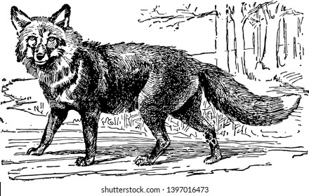 Red Fox is largest of the true foxes has the greatest geographic range of all members of the Carnivora order vintage line drawing or engraving illustration.