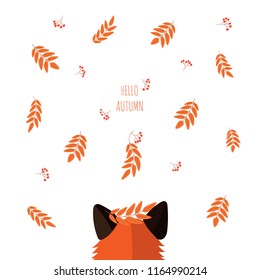 red Fox looks at falling berries and leaves of mountain ash. leaf fall in the forest. text hello autumn.