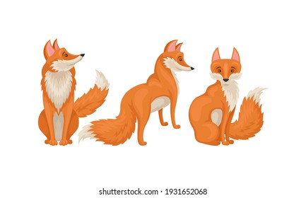 Red Fox as Omnivorous Mammal with Upright Triangular Ears and Pointed Snout Vector Set