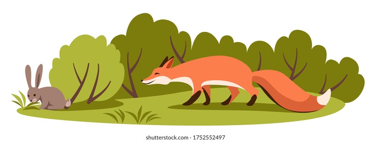 A red fox preys carefully sneaks to prey on a hare in forest or meadow.