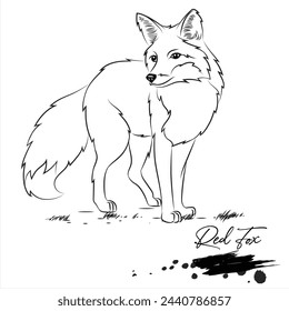 Red Fox, realistic wild animal sketch, line art vector illustration
