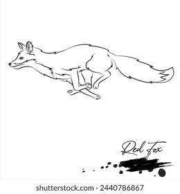 Red Fox, realistic wild animal sketch, line art vector illustration