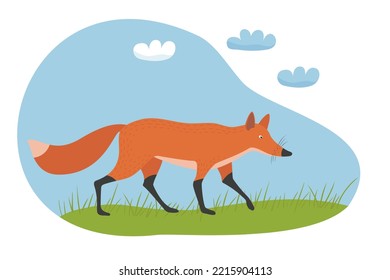 The red fox runs across the field. Vector hand drawn illustration.