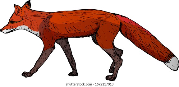 A red fox, scientifically known as Vulpes vulpes. Hand drawn vector illustration.