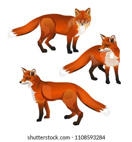 Red fox set. Vector illustration isolated on white background