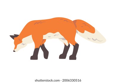 Red Fox, Side View of Wild Predator Forest Mammal Animal Cartoon Vector Illustration