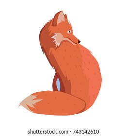 Red Fox sitting.