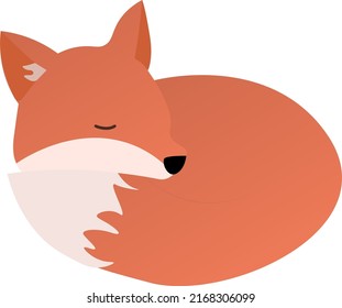 red fox sleeping curled up in a ball