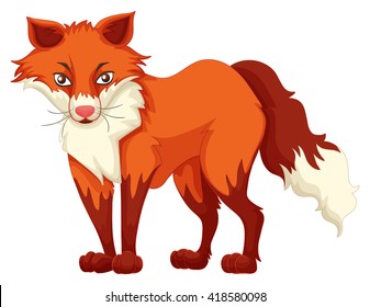 Red fox standing on white background illustration