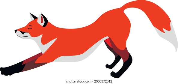 The red fox is stretching. Vector illustration
