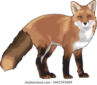 red fox in vector illustration