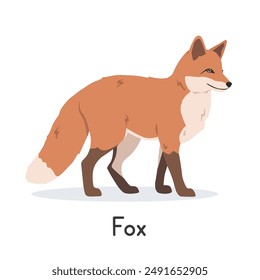 Red fox vector illustration, cartoon clipart character, animal in flat style. Wild animals, wild creatures, wildlife concept. Fox vector design isolated on white background