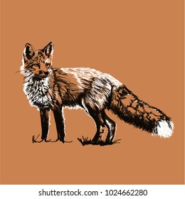 Red fox vector illustration, hand drawn vintage engraved, sketch
