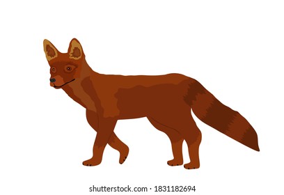 Red fox vector illustration isolated on white background. Smart animal predator.