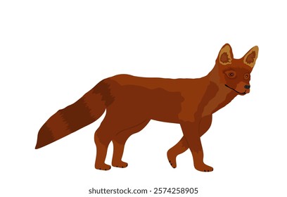 Red fox vector illustration isolated on white background. Smart animal predator.