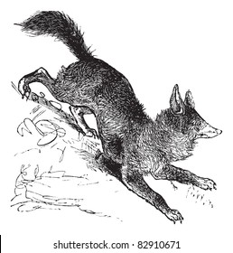 Red Fox or Vulpes vulpes or Vulpes fulva or Vulpes fulvus, vintage engraving. Old engraved illustration of Red Fox. Trousset encyclopedia (1886 - 1891).