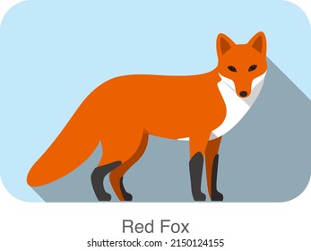 Red Fox Walking, Watch You