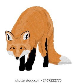 The red fox walks forward with his head bowed. Realistic vector carnivorous animal