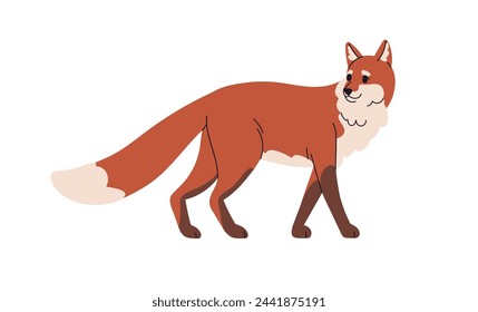 Red fox, wild forest animal. Cunning foxy mammal, beast. Carnivore with tail, sly carnivorous predator walking, going. Flat graphic vector illustration isolated on white background