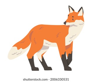 Red Fox, Wild Predator Forest Mammal Animal Cartoon Vector Illustration
