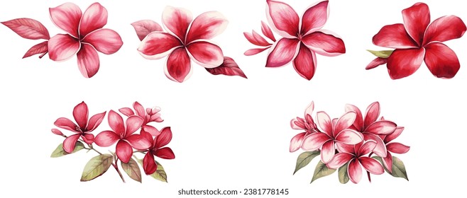 Red Frangipani flower in watercolor