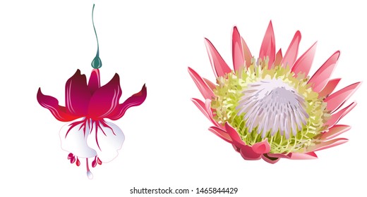 Red Fuchsia. Pink Protea. Vector illustration. Isolated illustration element. Floral botanical flower. Wild leaf wildflower isolated. Exotic tropical hawaiian jungle.