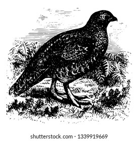 Red Game of Britain in which tail short little rounded and normally of 14 broad feathers vintage line drawing or engraving illustration.