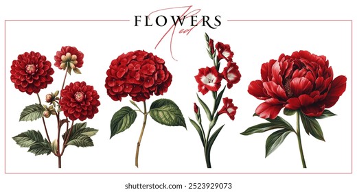 Red garden flowers isolated on a white background. Vintage painting style illustration.