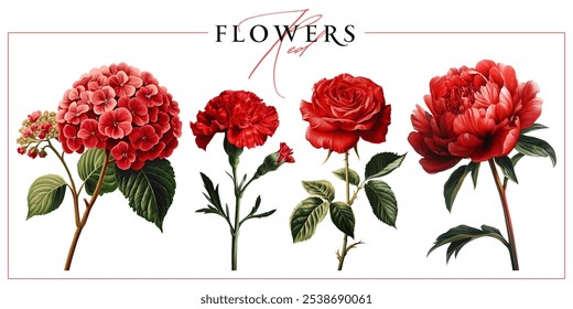 Red garden flowers isolated on a white background. Vintage painting style illustration.