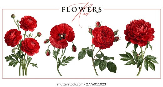 Red garden flowers isolated on a white background. Vintage painting style illustration.