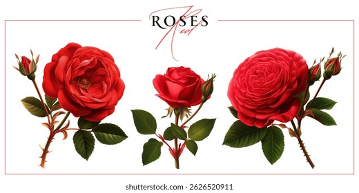 Red garden roses isolated on a white background. Vintage painting style illustration.