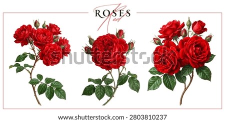 Red garden roses isolated on a white background. Vintage painting style illustration.