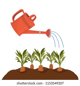 Red garden watering can irrigates beds with carrots. Vector isolated object in cartoon style for your design