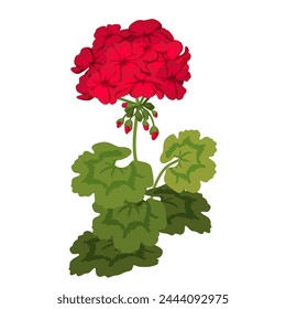 Red Geranium. Bright closeup homeplant  isolated on white background. Indoor Pelargonium plant with large brightly colored flowers. Flat style vector illustration.