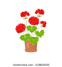 Red geranium flowers in a pot isolated on white background. Flowering house plant. Vector cartoon flat illustration.